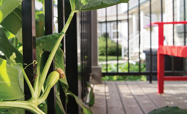 Beans and corn in the Pearson front yard garden (Paul Pearson photo)