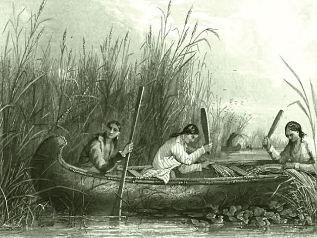 19th Century tribal women harvesting wild rice in the traditional manner S. Eastman - The American Aboriginal Portfolio, by Mrs. Mary H. Eastman. Illustrated by S. Eastman. Philadelphia: Lippincott, Grambo & Co. 1853. 