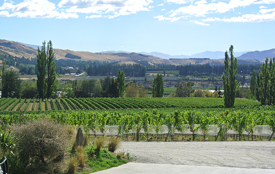 Felton Road, NZ, looking from the winery