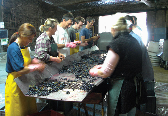 The sorting table at Domaine Léon Barral.