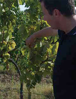 Lorenzo Marotti-Campi checks the Verdicchio vines