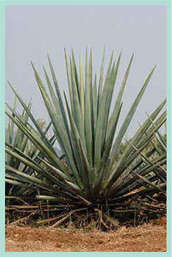 Real tequila comes from mature Agave tequilana