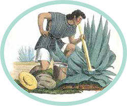 Agave harvesting is an art, not an industry