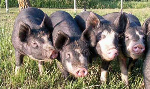 Curious Berkshire piglets