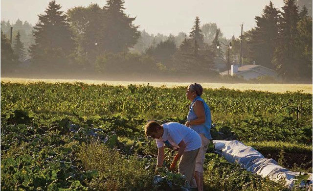 Early morning picking; Susan Cleary and Patti Hartnagel at the Green & Gold Garden