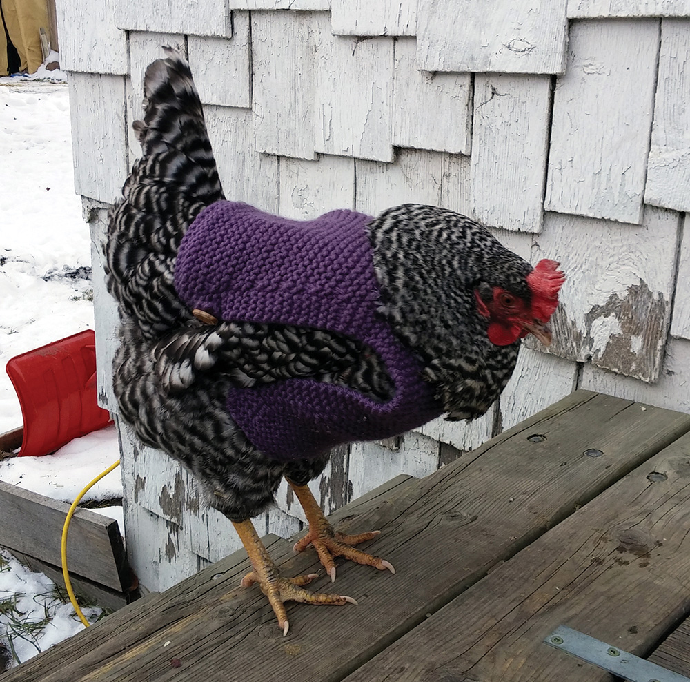 a Peavey-generation heritage hen struts her stuff in a cosy bespoke sweater-vest