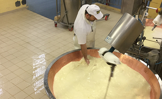Heating the milk to develop the curd is the first step at a Parmigiano Reggiano dairy