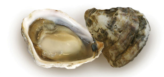Kusshi Oysters