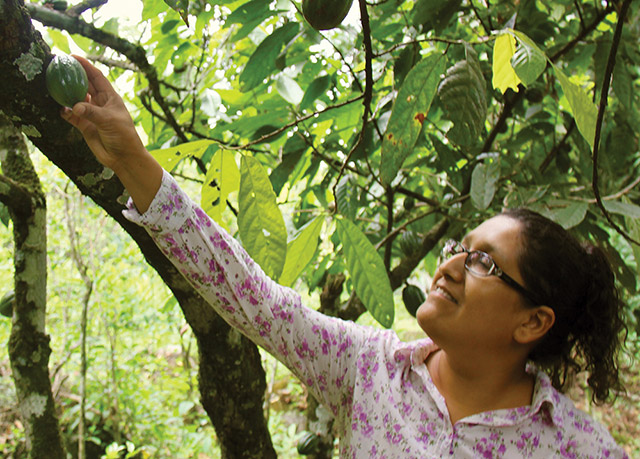 Ross Figueroa reaches for the fruit of a prized chuncho cacao known as Cascara de Juevo, La Signorita, and Chuncha. It is renowned for its intense fruit flavour.