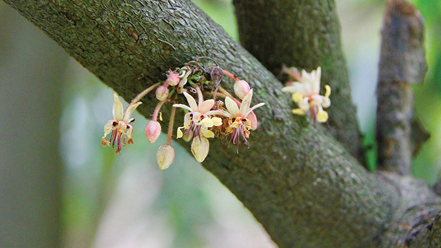 The cacao blossom, awaiting pollination by a nasty little biting midge known as Forcipomyia.