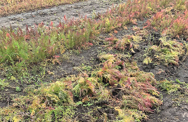 washed-out carrots