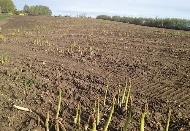 Asparagus ready for picking