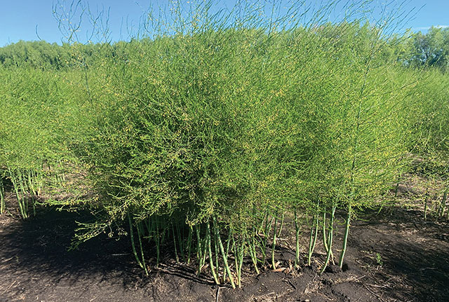 Asparagus in fern stage, after picking