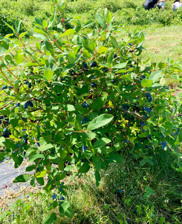 Haskap Berries, Rosy Farms The Tomato