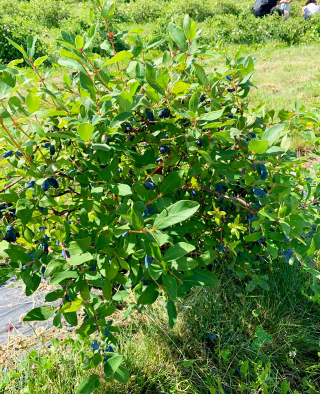 Haskap Berries, Rosy Farms