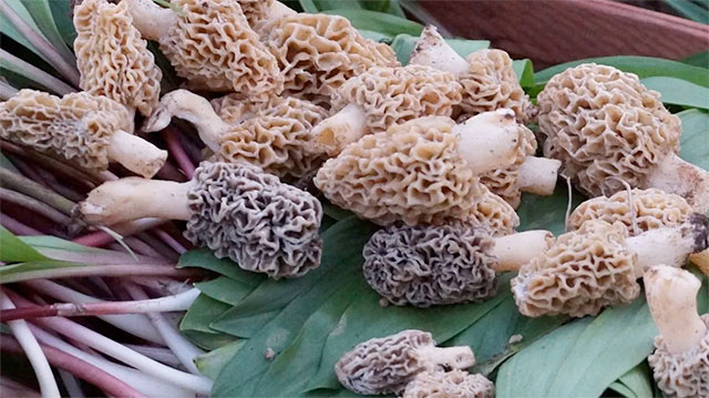 morels