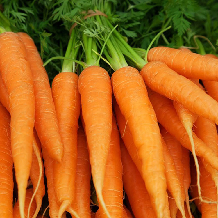 Recipe of the Week: Carrot Soup 