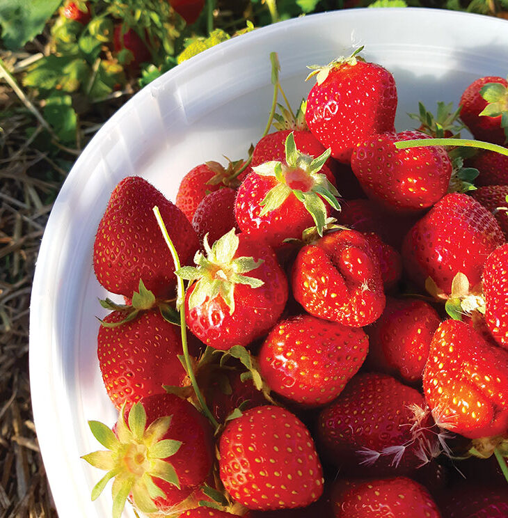 strawberries