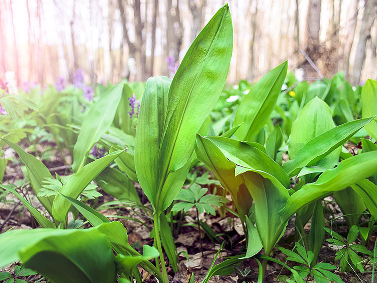 Ramps