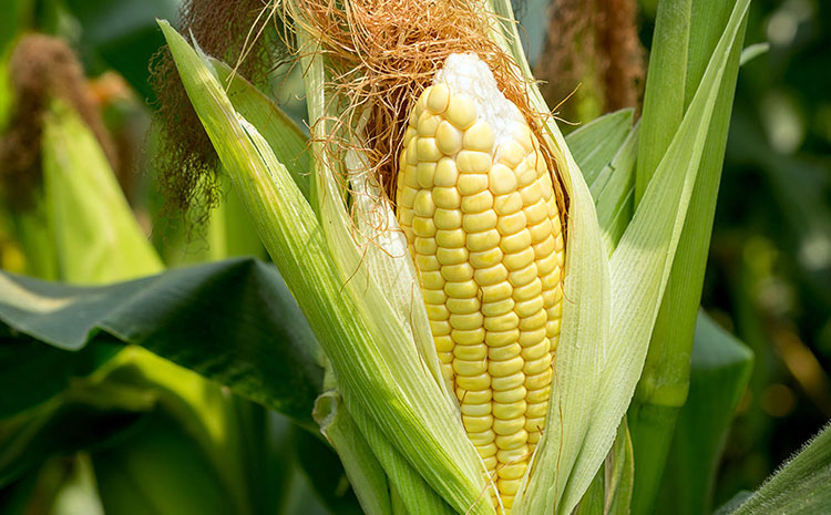 Corn potato salad