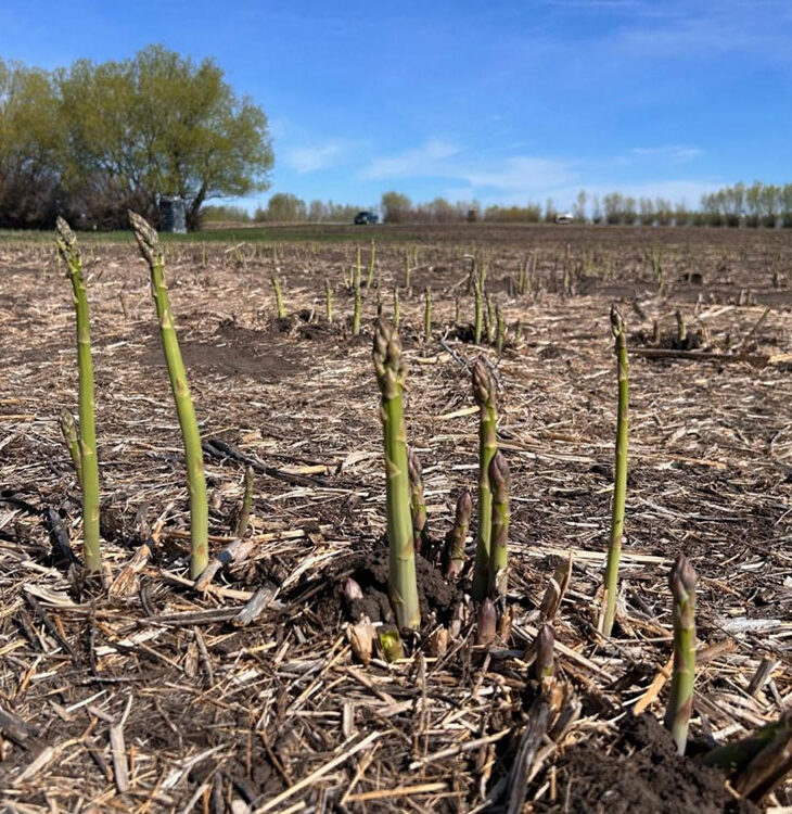 Asparagus is Here!