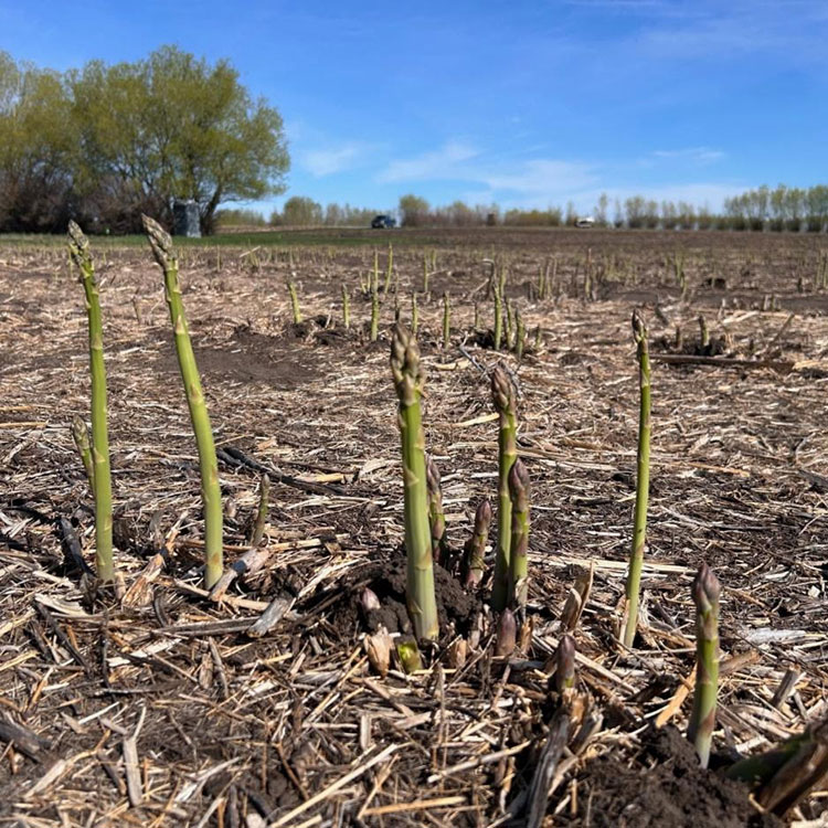 Asparagus is Here!