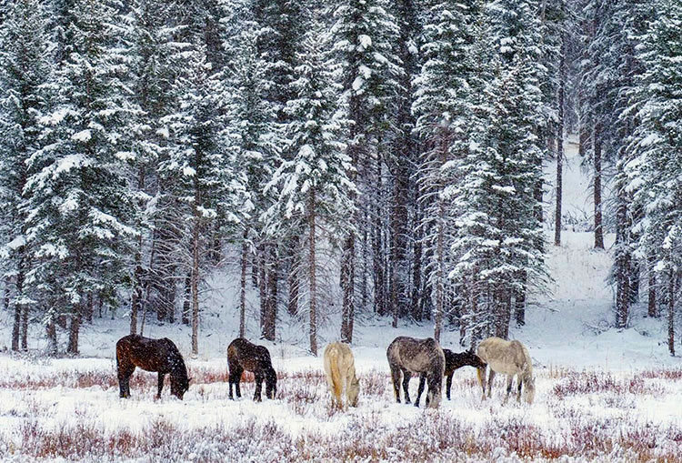 Nordegg’s wild horses.