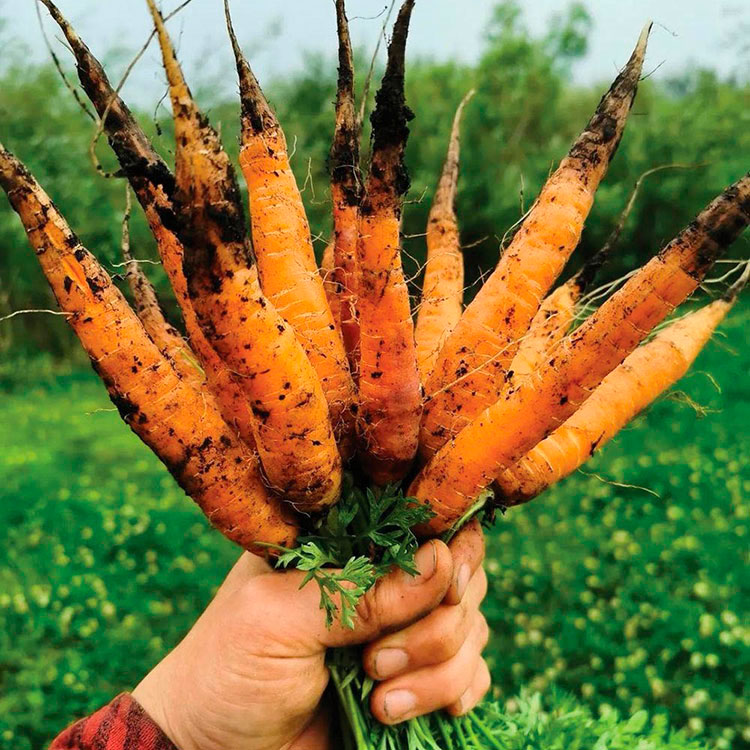 Tomato Top100: Sundog’s Carrots