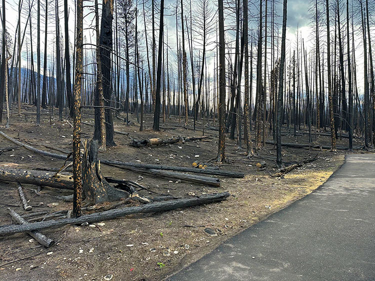 Photo: Jasper wildfire devastation by Barrie Harrison.
