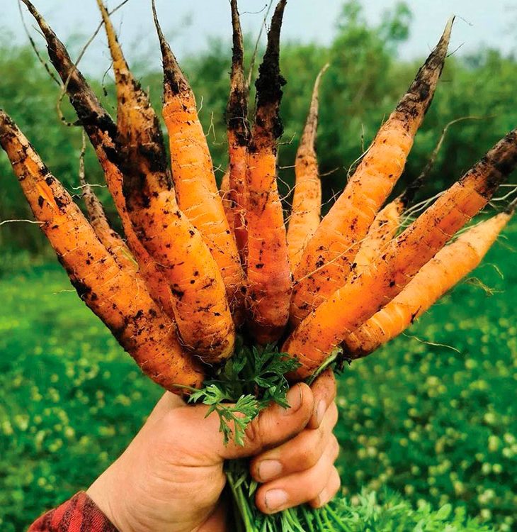 Top100: Sundog Farm’s Carrots