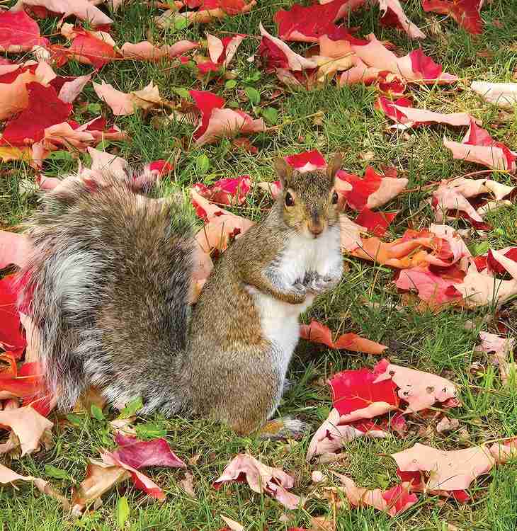 squirrel