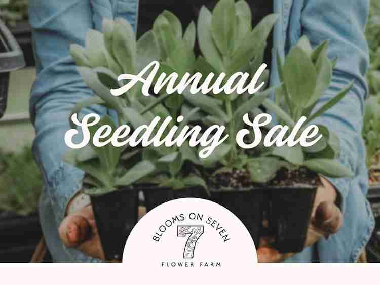 Blooms on 7th Seedling Sale on this Weekend