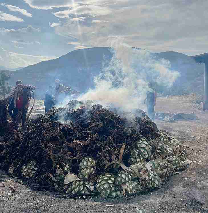 Agave process