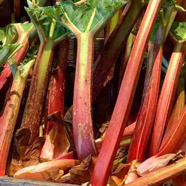 Recipe of the Week: Awn Kitchen’s Rhubarb Cordial