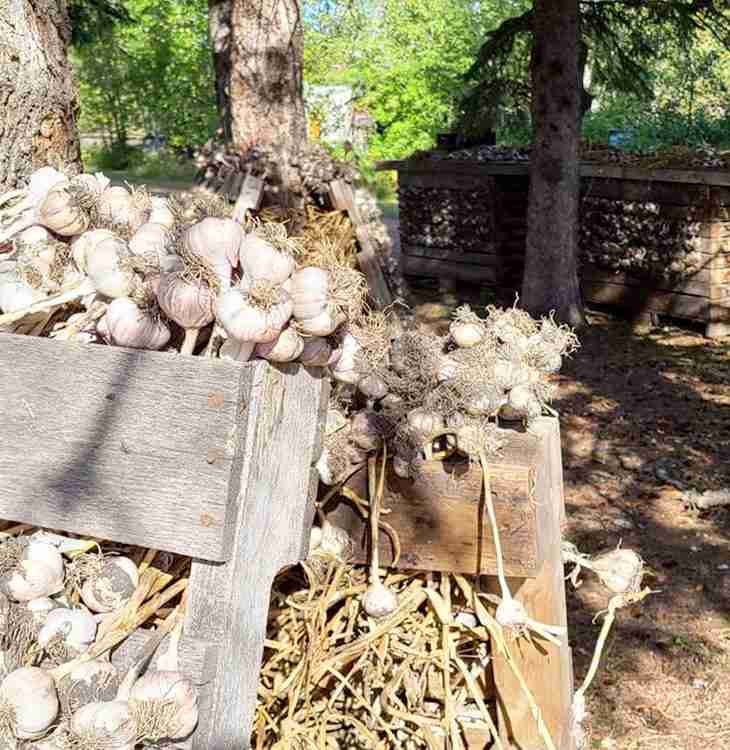 Order Garlic Now for lots of Flavour Later