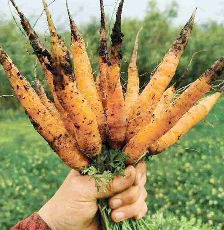Tomato Top 100: Sundog Carrots