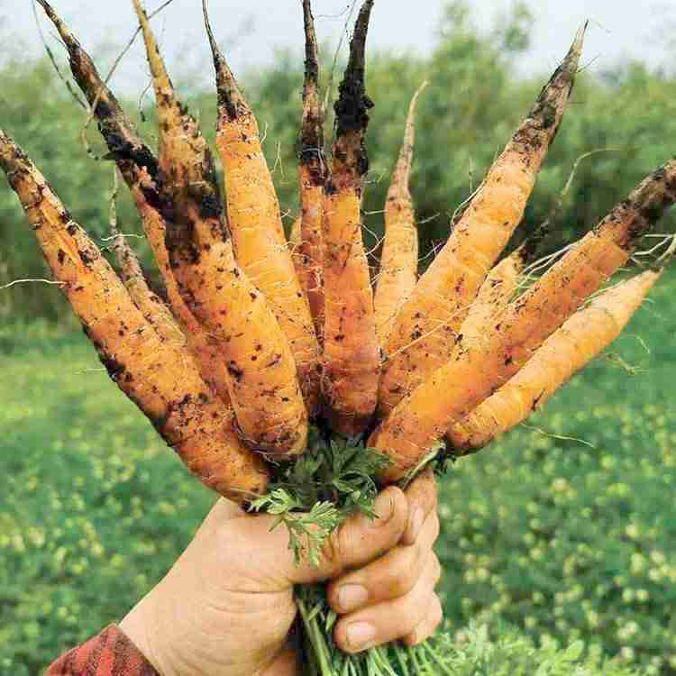 Tomato Top 100: Sundog Carrots
