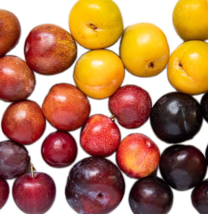 Recipe of the Week: Chef Colangelo’s Roasted Plum Salad