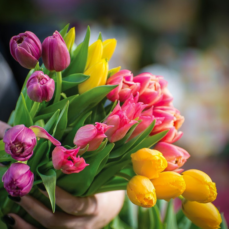 Tulipmania at Zocalo
