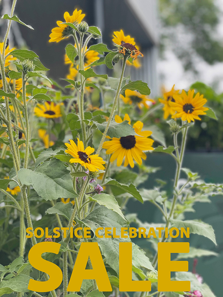 Zocalo’s Solstice on Now