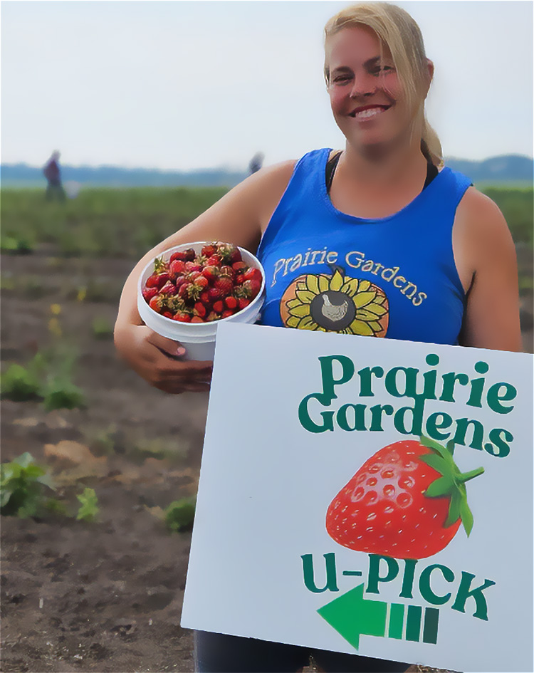 Prairie Gardens Strawberry U pick is Open!
